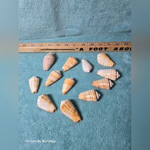 14 Conomurex luhuanus, also known as the strawberry conch